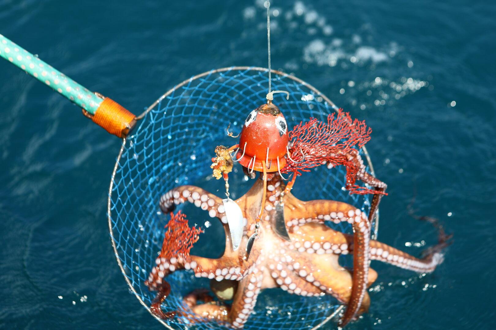 "Frischer, gesünder": Tintenfisch-Kebab sorgt für Aufsehen