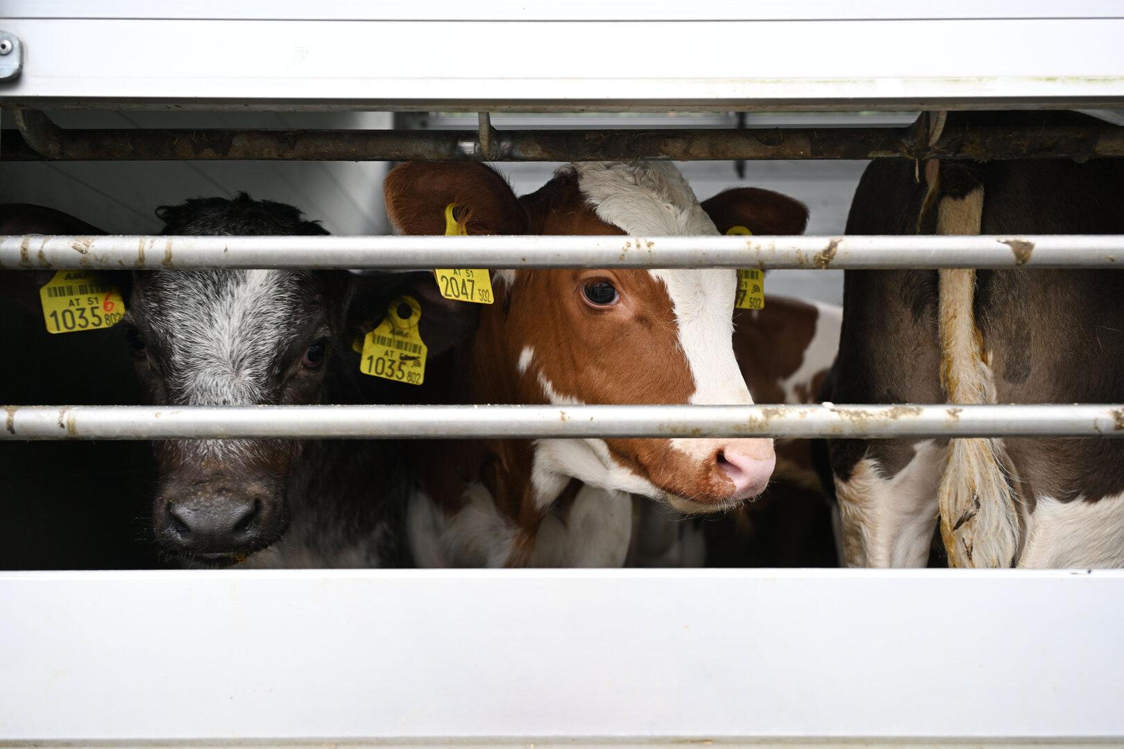 21 Rinder eines Hofs in Vorarlberg wegen TBC-Fällen getötet