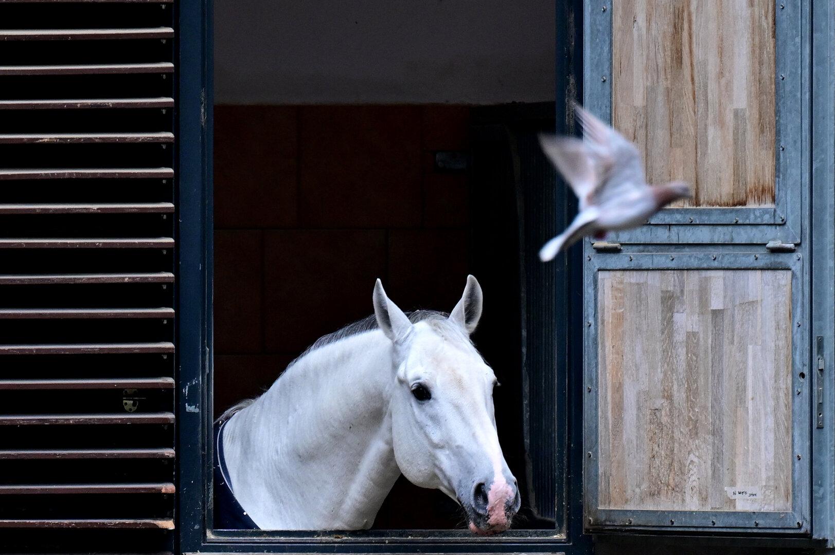 Lipizzaner stehen auf Waldviertler Holzstreu