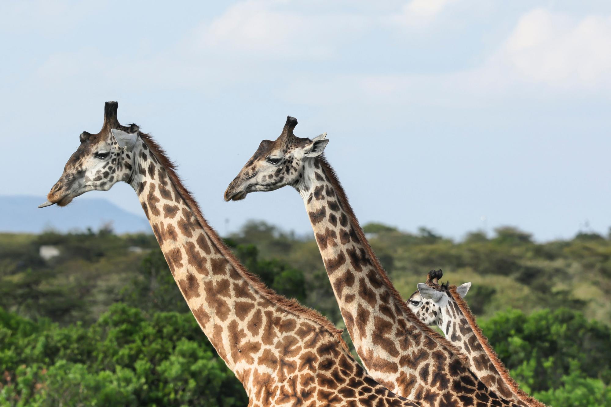 Wer mit Giraffen handeln will, muss weiter strenge Regeln einhalten