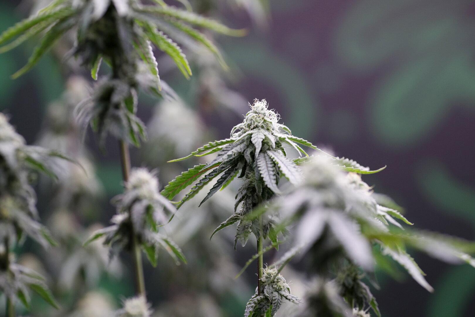 Na štajerskem mejnem prehodu Spielfeld zasegli 15 kilogramov konoplje