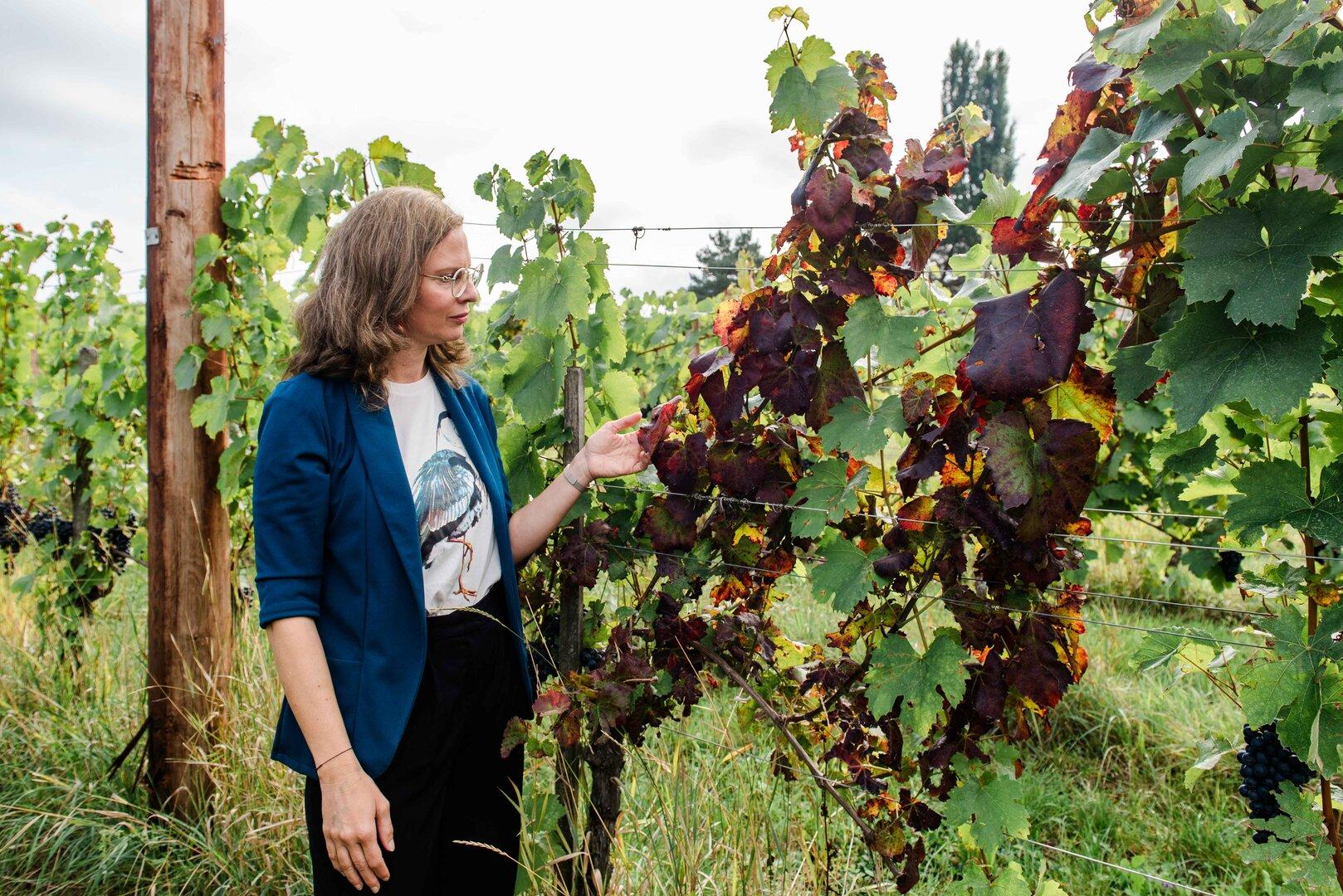Gefahr für Weinbau: Jetzt kommt es auf jeden einzelnen Winzer an