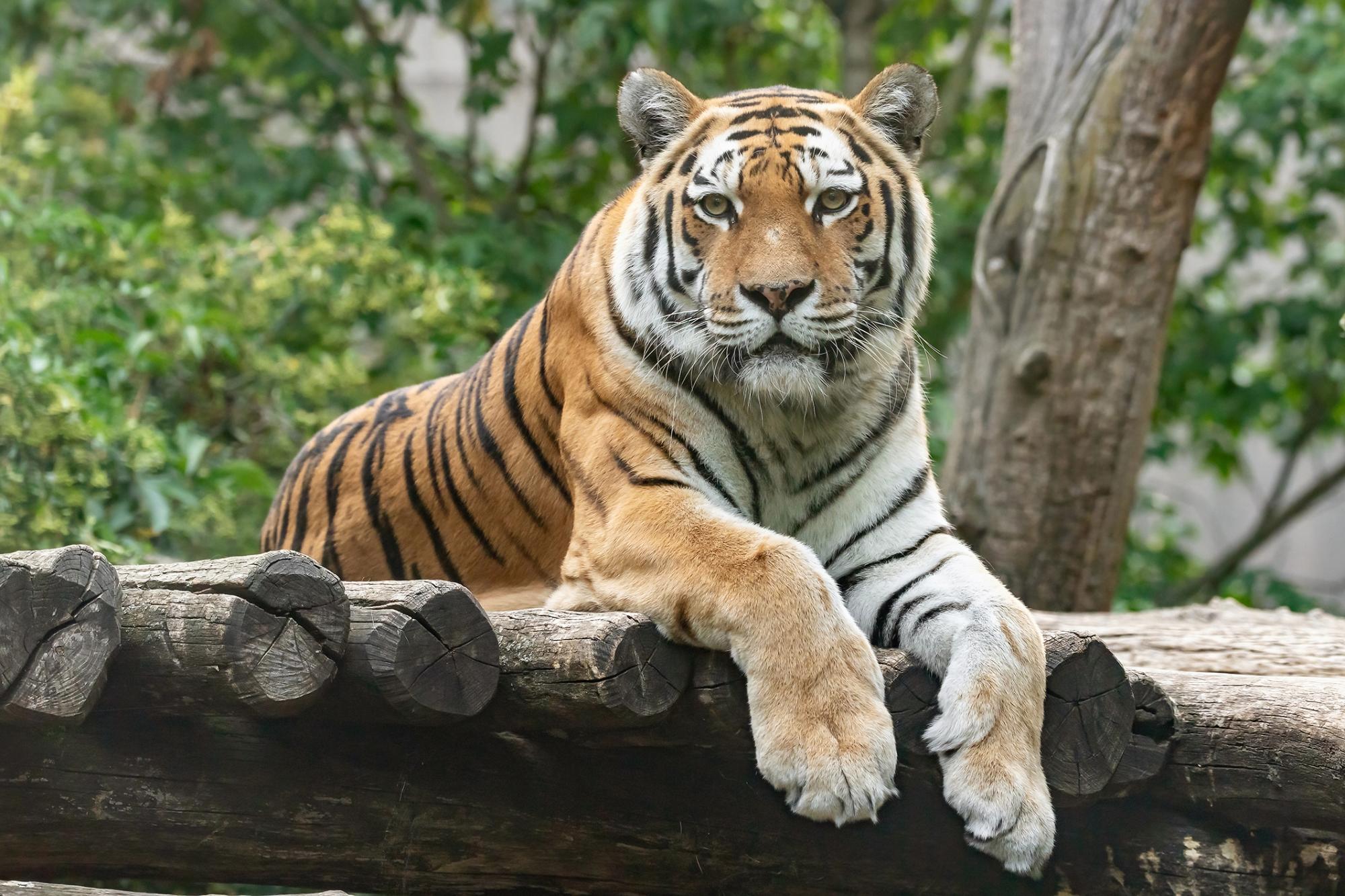 Tigerweibchen im Tiergarten Schönbrunn mit 17 Jahren gestorben