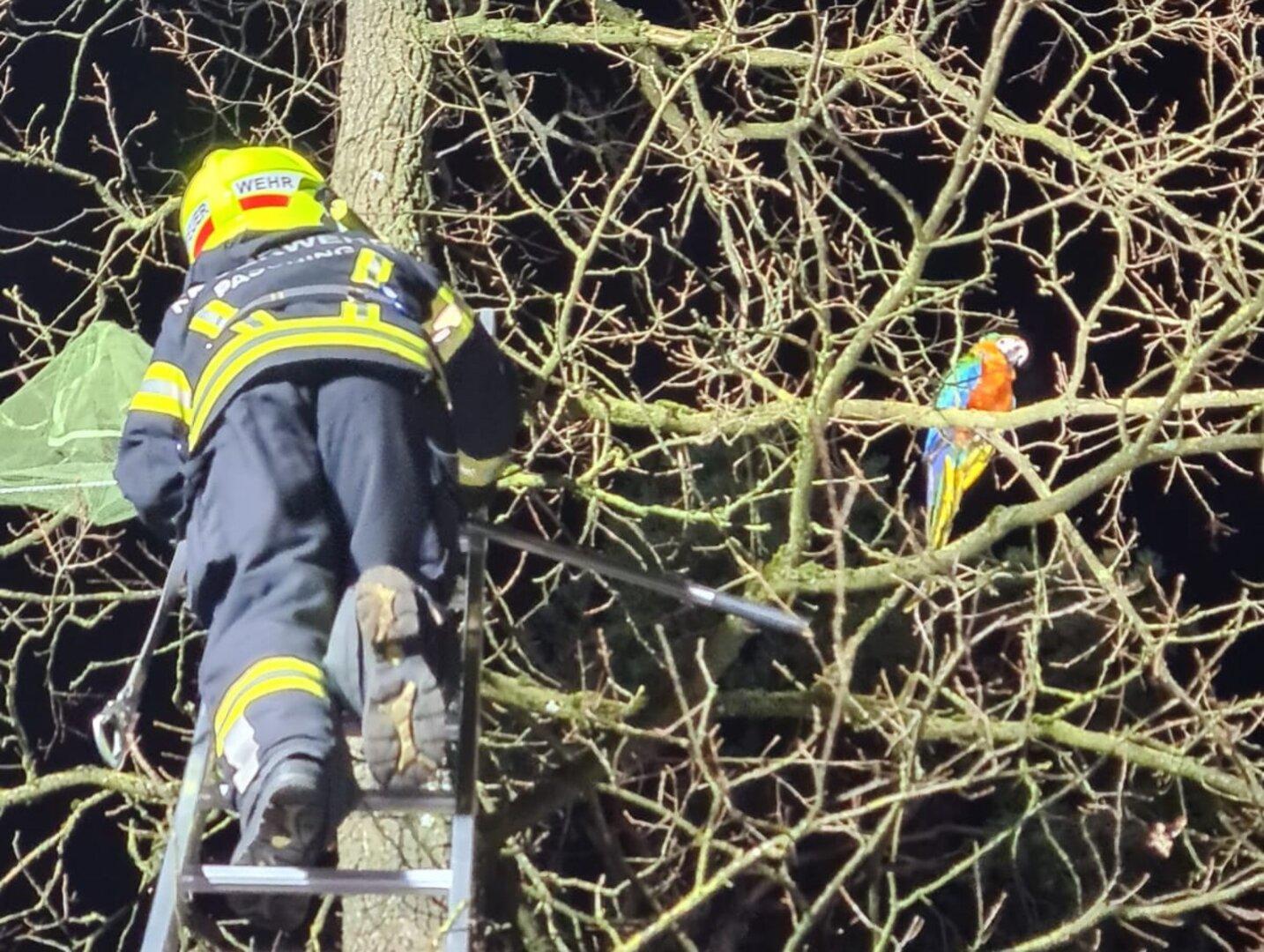 Feuerwehr in Oberösterreich rückte zur Papagei-Rettung aus