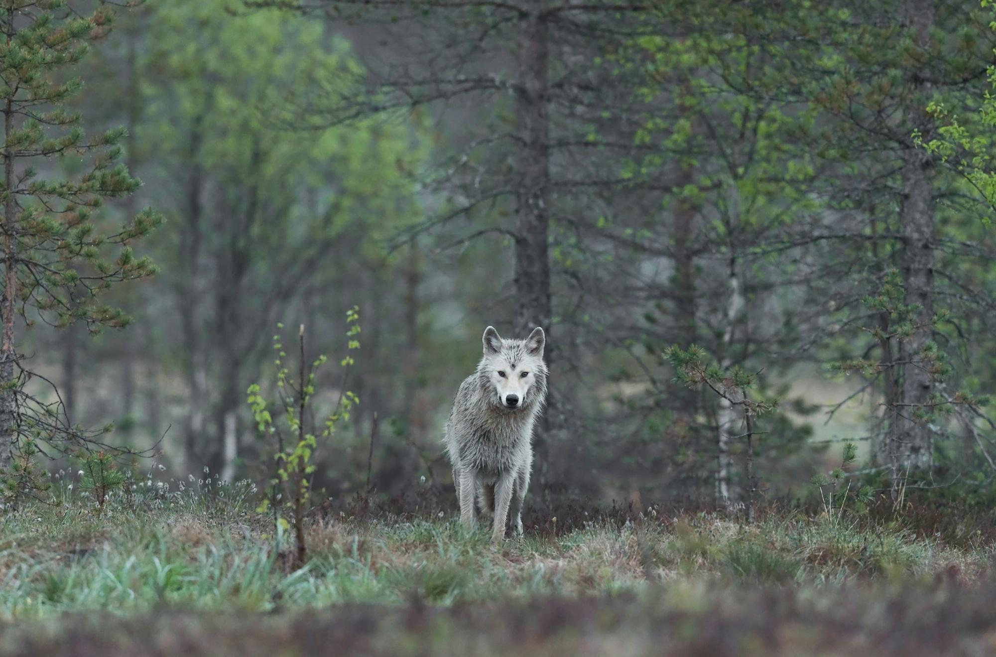 Ein weißgrauer Wolf steht im Wald und blickt direkt nach vorn.