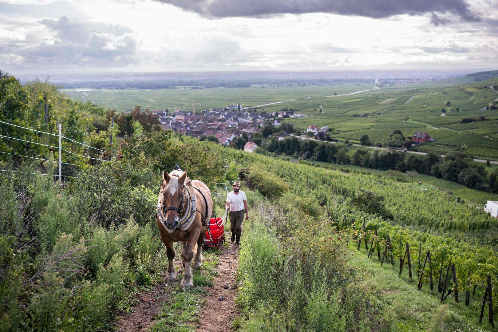Und stolz sind sie, die Franzosen. Auf ihre Landschaft, ihren Wein, ihr Handwerk und Traditionen.