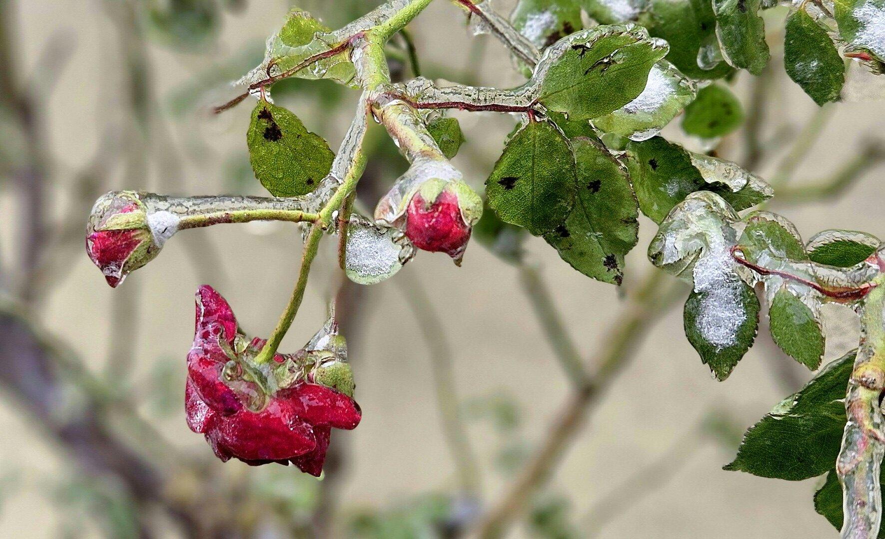 Der Frost kommt zurück: Frühling spielte nur kurzes Intermezzo