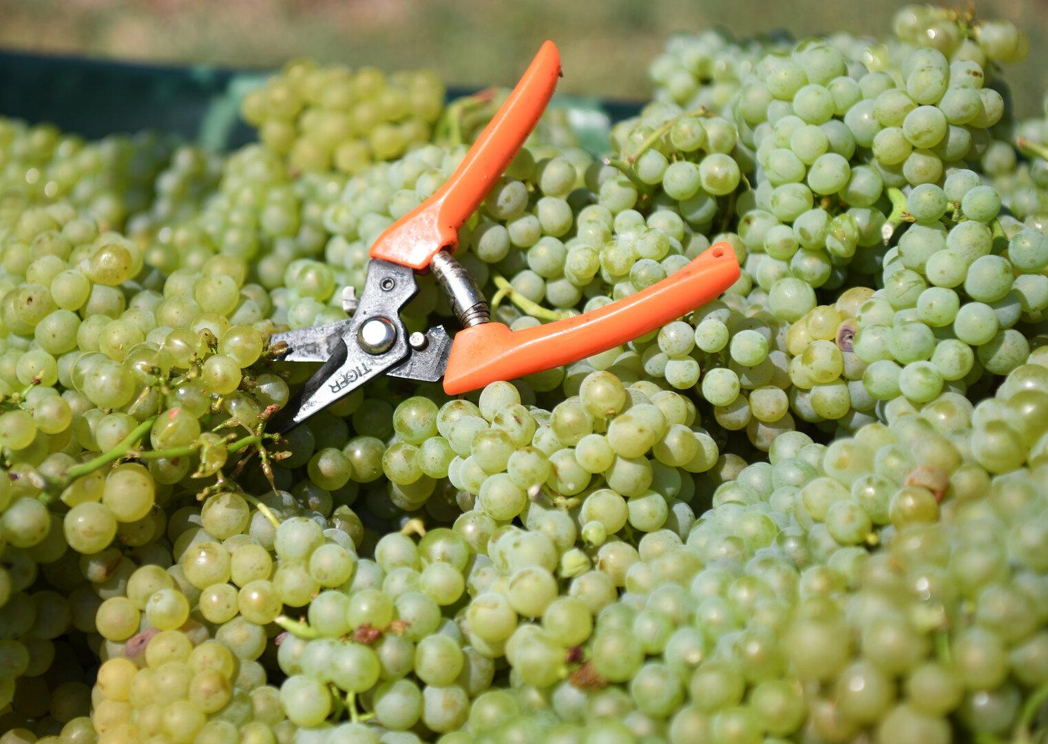 Domaines Kilger: So steht es jetzt um Jaglhof und Stupperhof