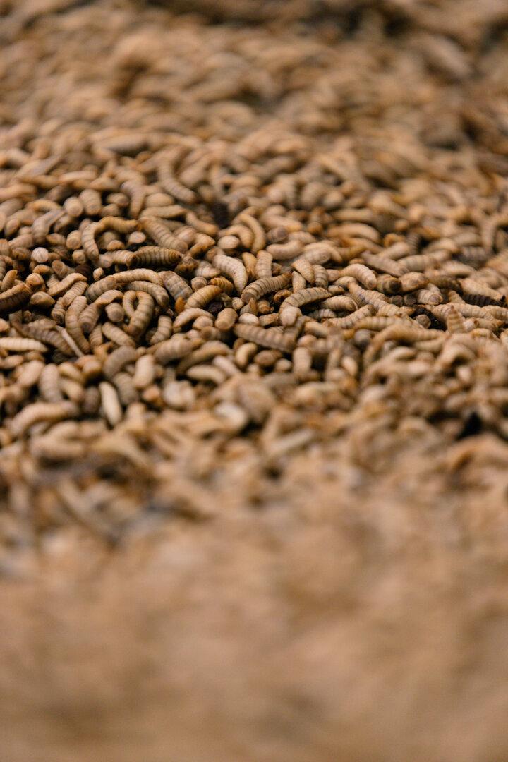 Kreislaufwirtschaft aus OÖ: Maden als effektive Reste-Verwerter