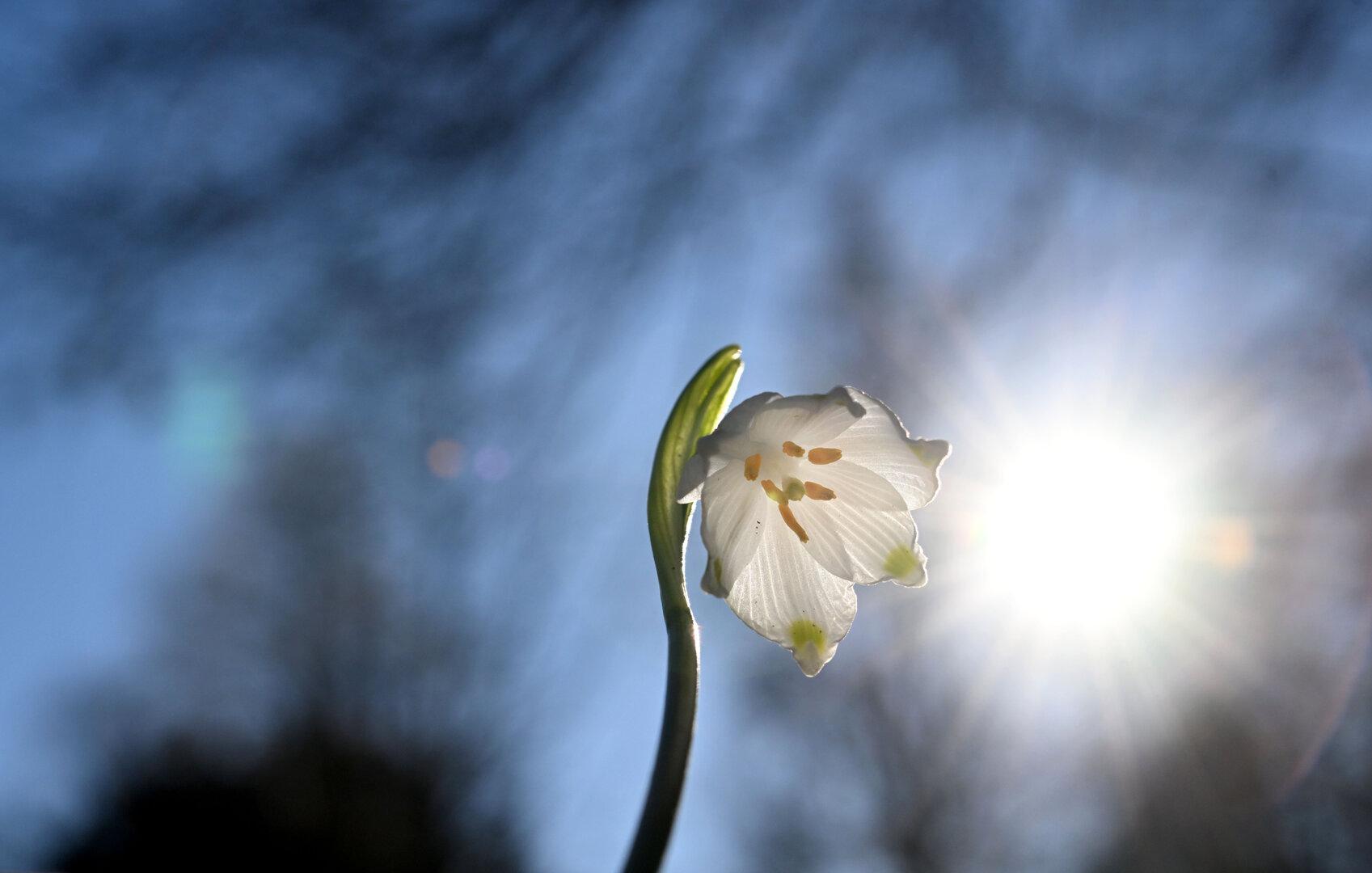 ++ THEMENBILD ++ FRÜHLING / WETTER / KLIMA / BLÜTEN