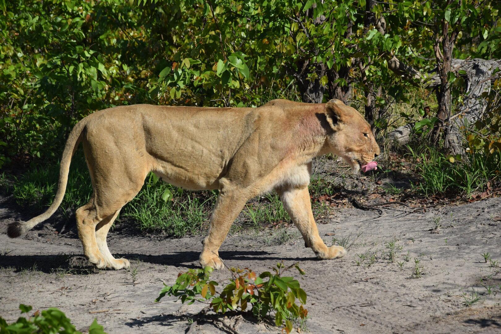Safari in Botswana: Protokoll einer Pirschfahrt im Okavango-Delta