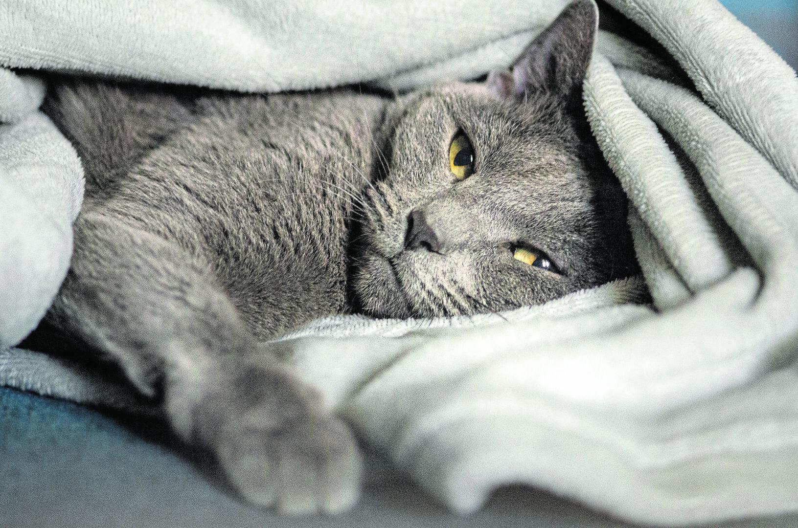 Eine graue Katze kuschelt sich in eine Decke.