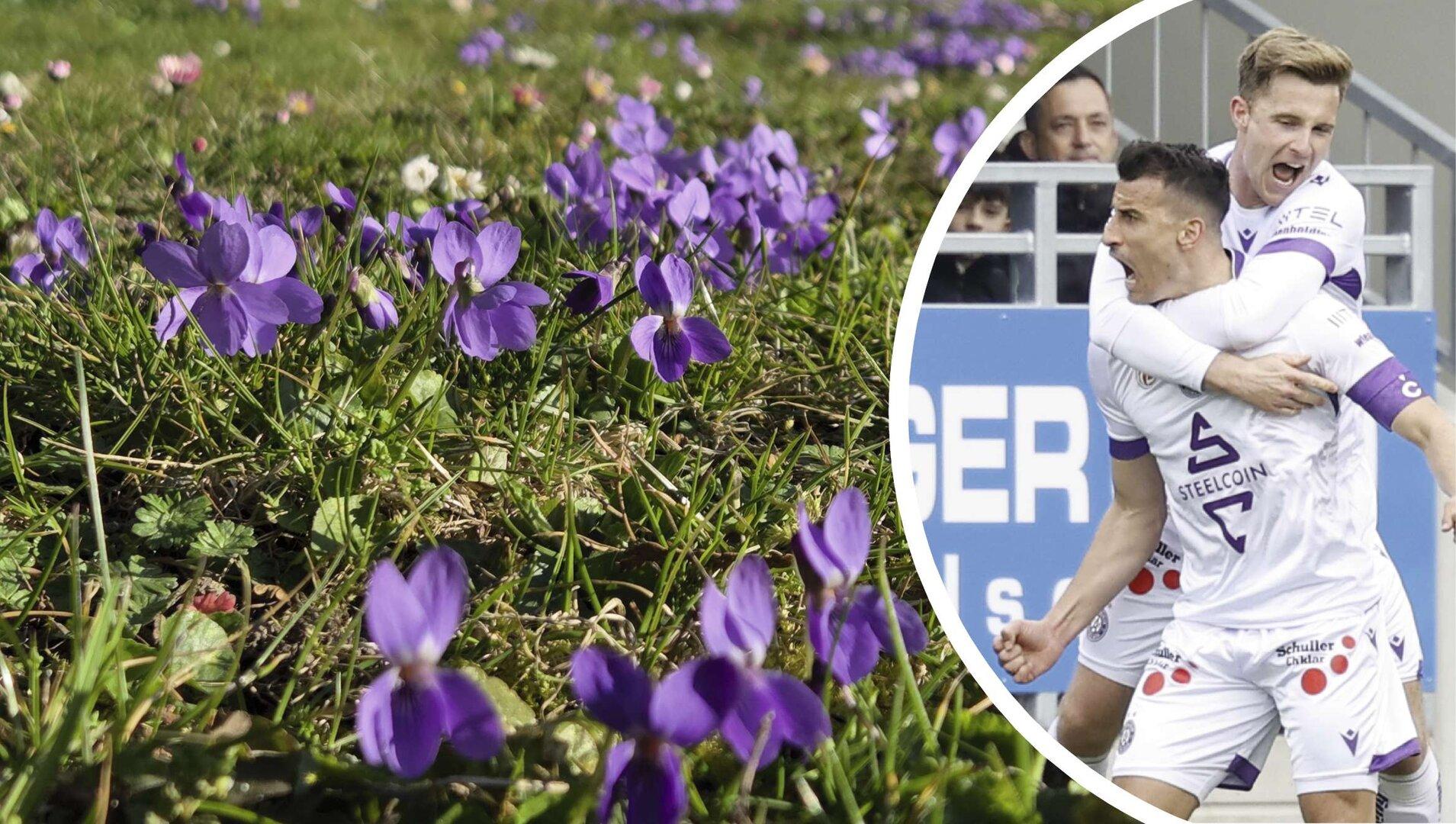 In Wien blühen die Veilchen, die Austrianer freuten sich über ein 1:0 in Hartberg..