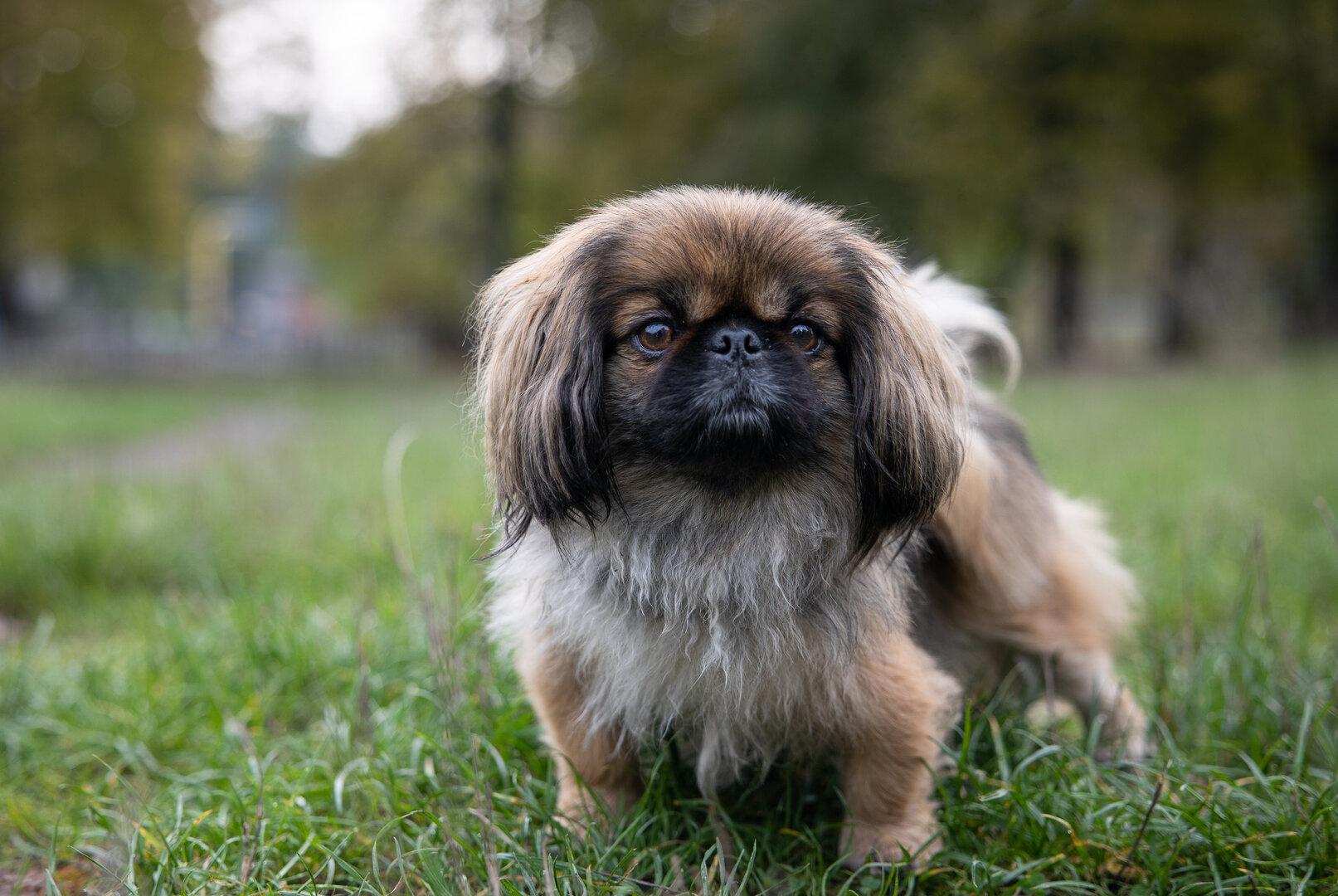 Da ist doch der Hund drin