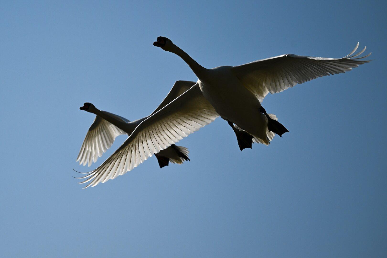 Vogelgrippe: Wie gefährlich ist das Virus?