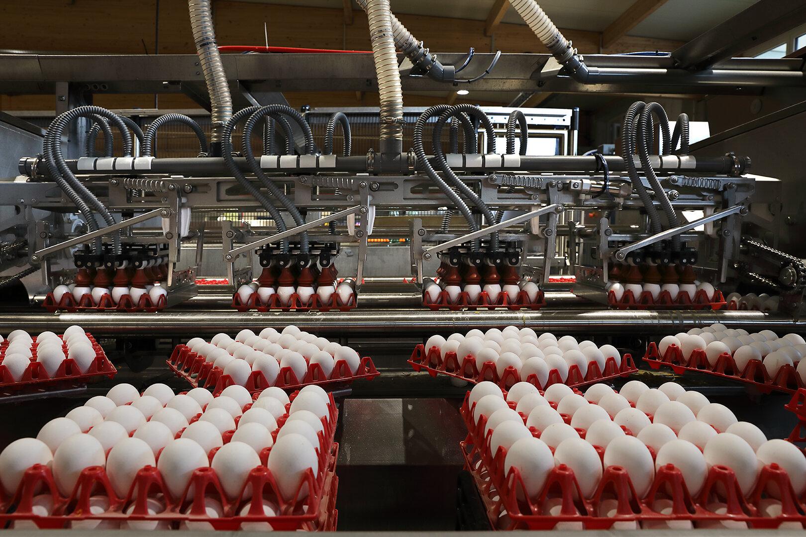 Eierproduzent: „Preis ist in immense Sphären gestiegen“