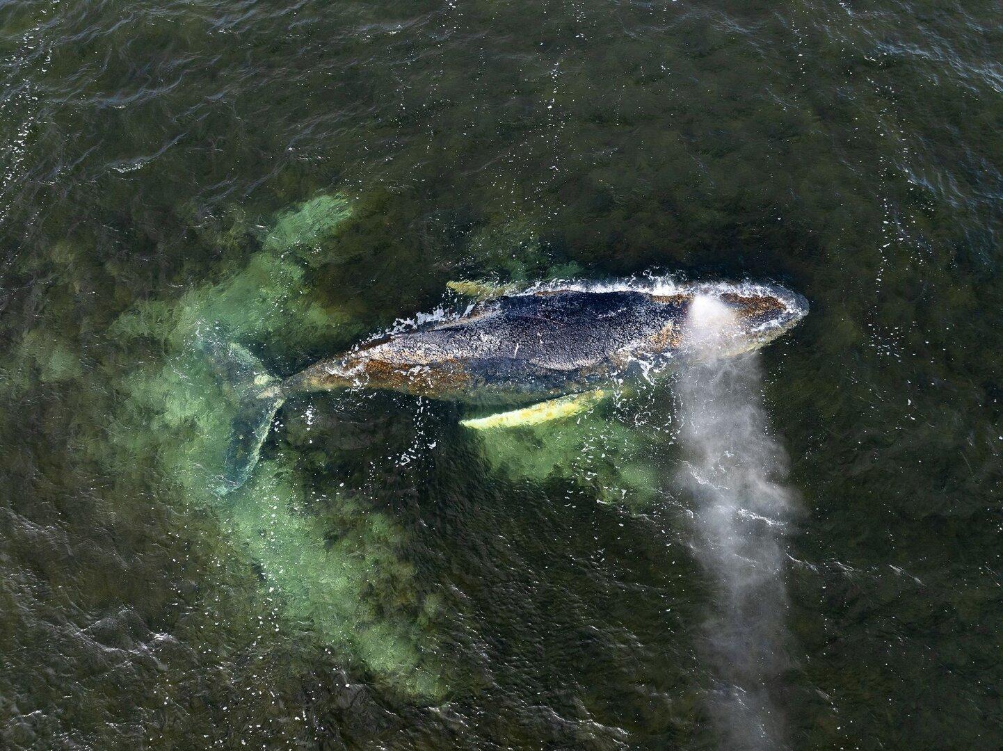 Buckelwal vor deutscher Ostseeküste schwimmt wieder