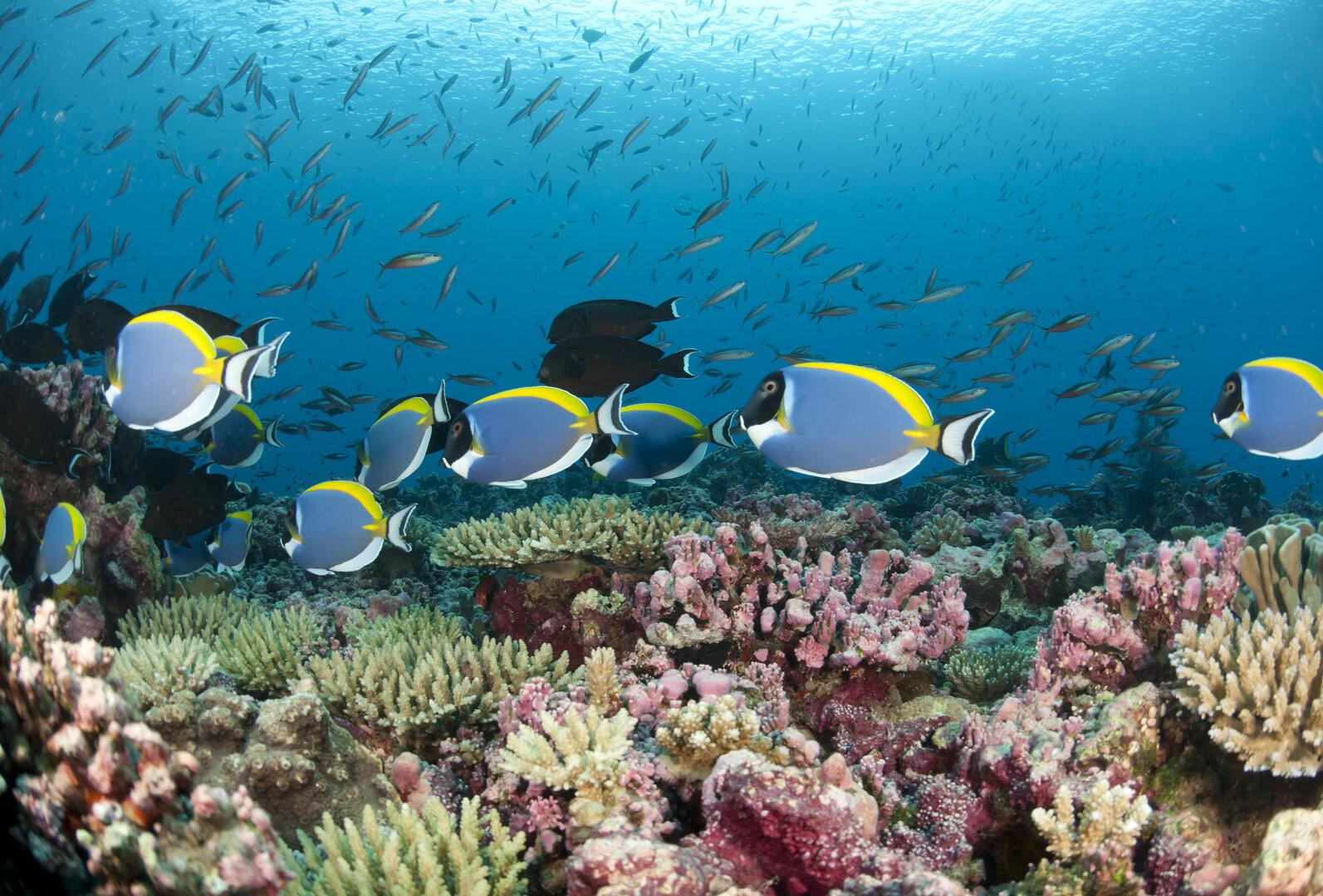 Was Forscher nach Atomtests beim Bikini-Atoll fanden, gibt Hoffnung