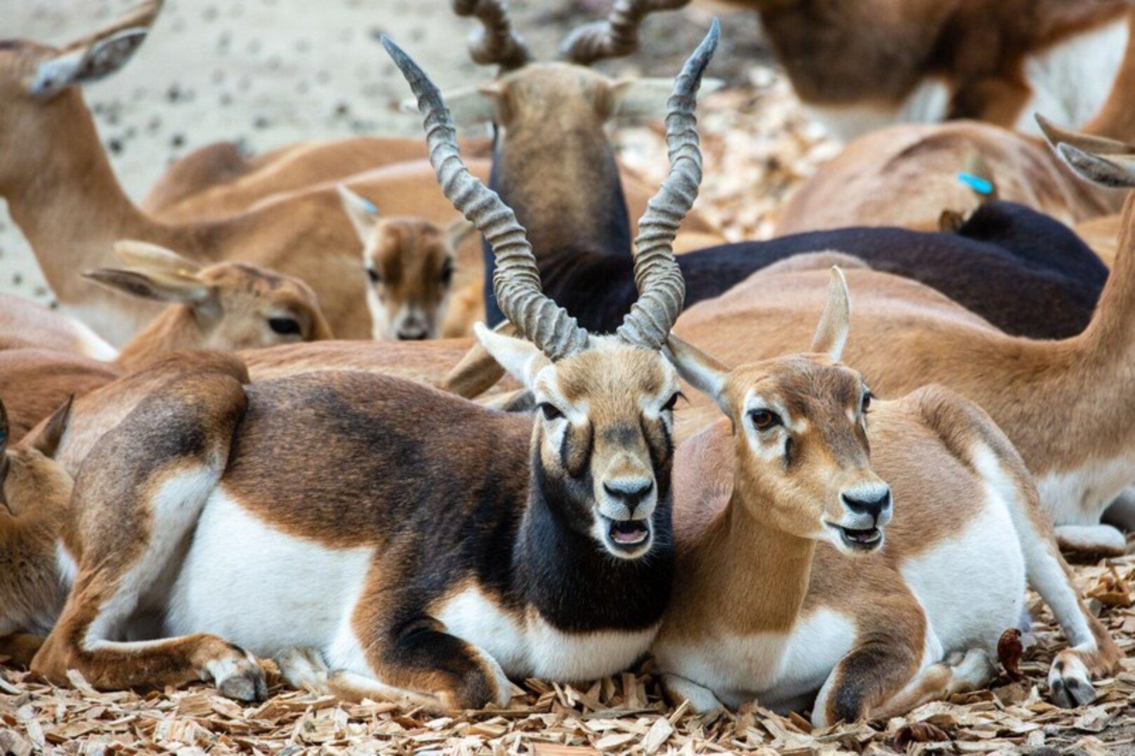 Tote Antilope in Tiergarten Schönbrunn: Weiter kein Hinweis auf Täter