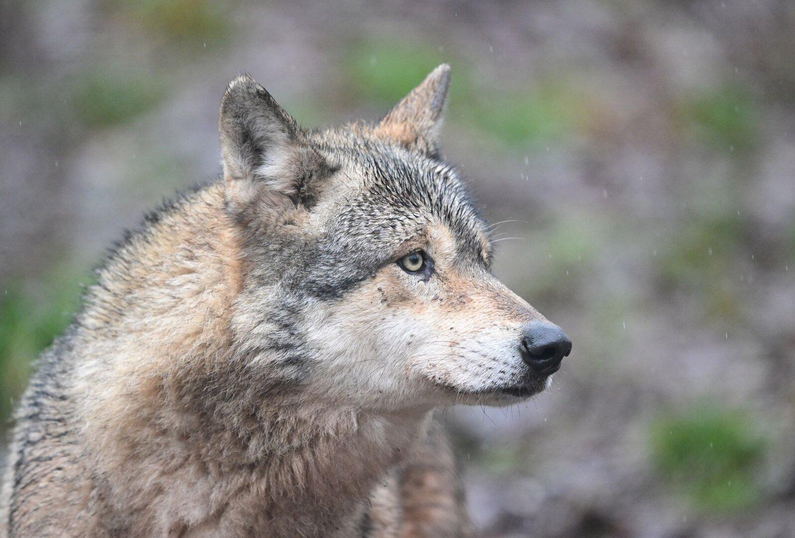 Nachweis in Tiroler Siedlungsgebiet: Wolf zum Abschuss frei