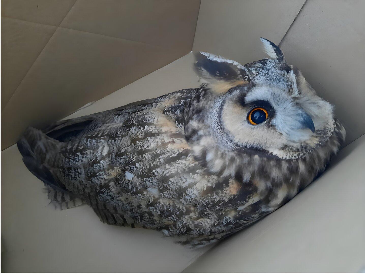 Eule und Storch bekommen im Burgenland eine zweite Chance