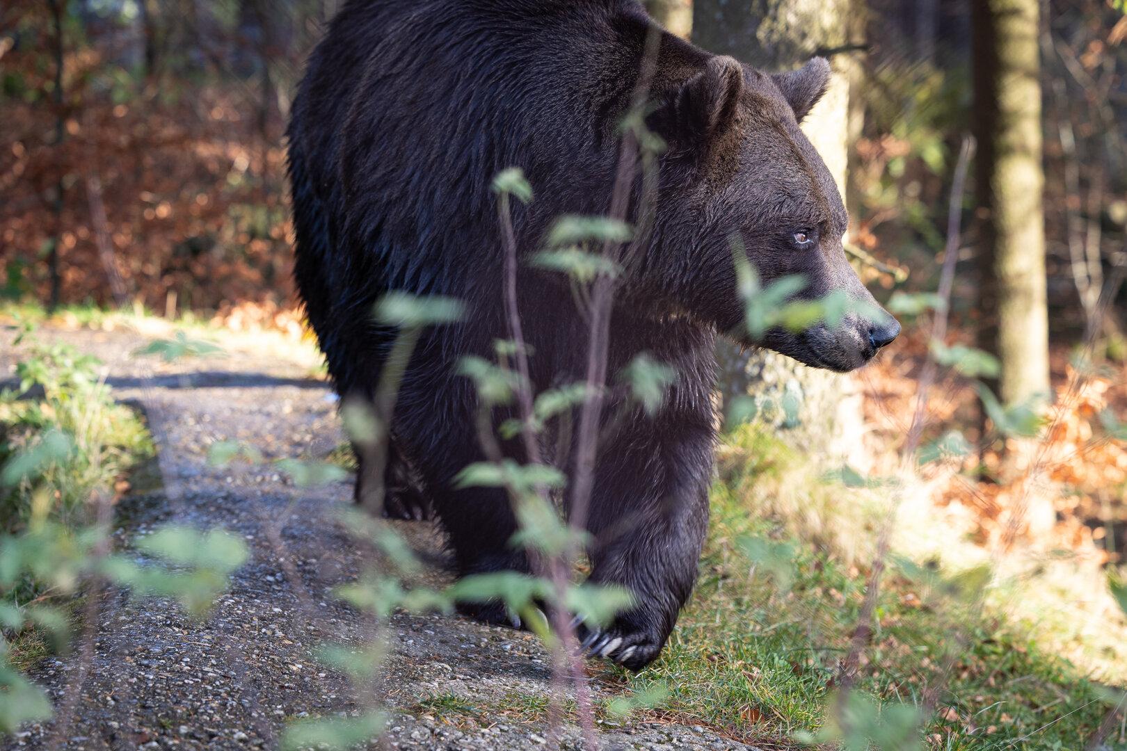 Tirol: Bär im Bezirk Landeck in Wäldern