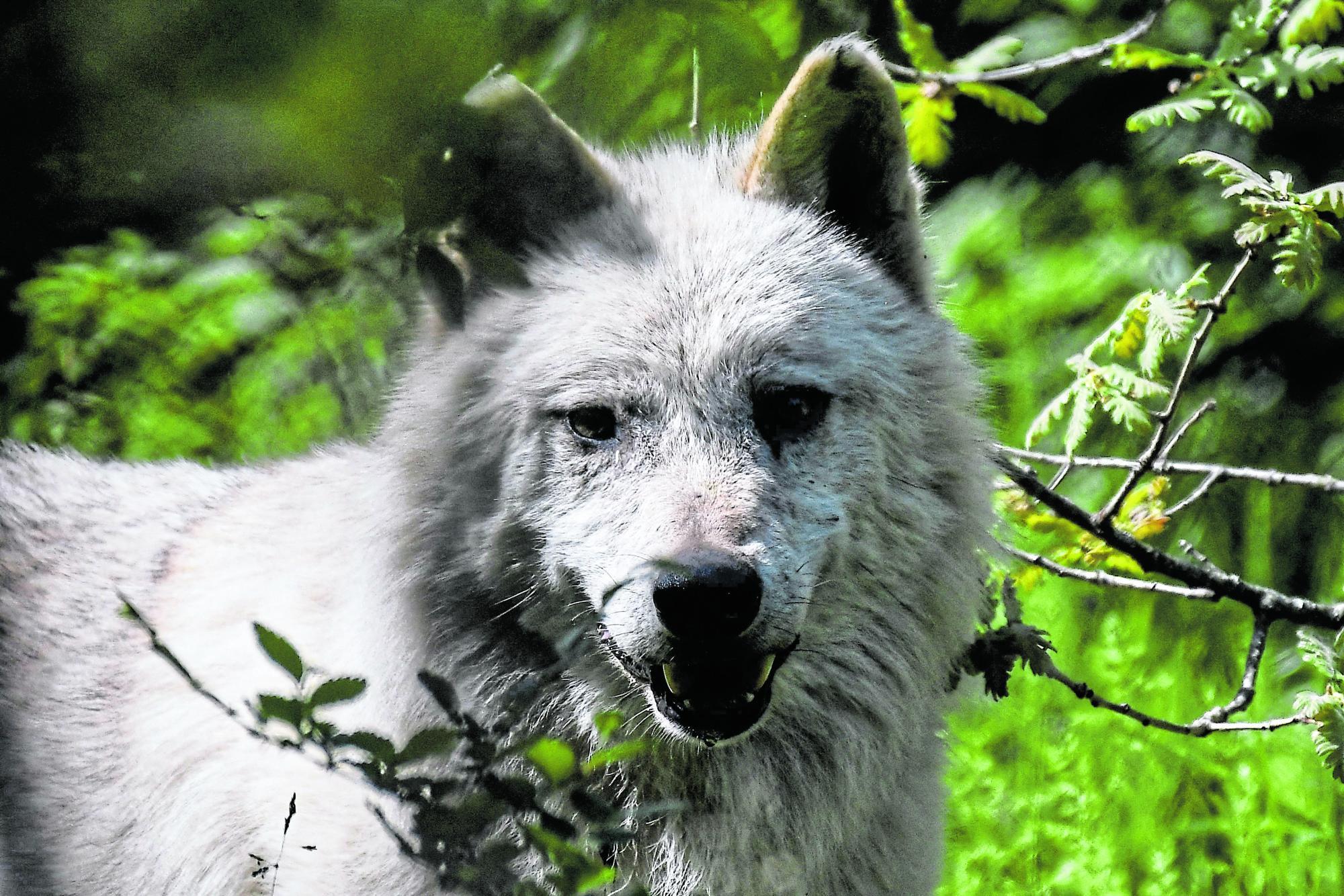 Nach Attacke auf Frau in Hamburg: Wolf wieder frei