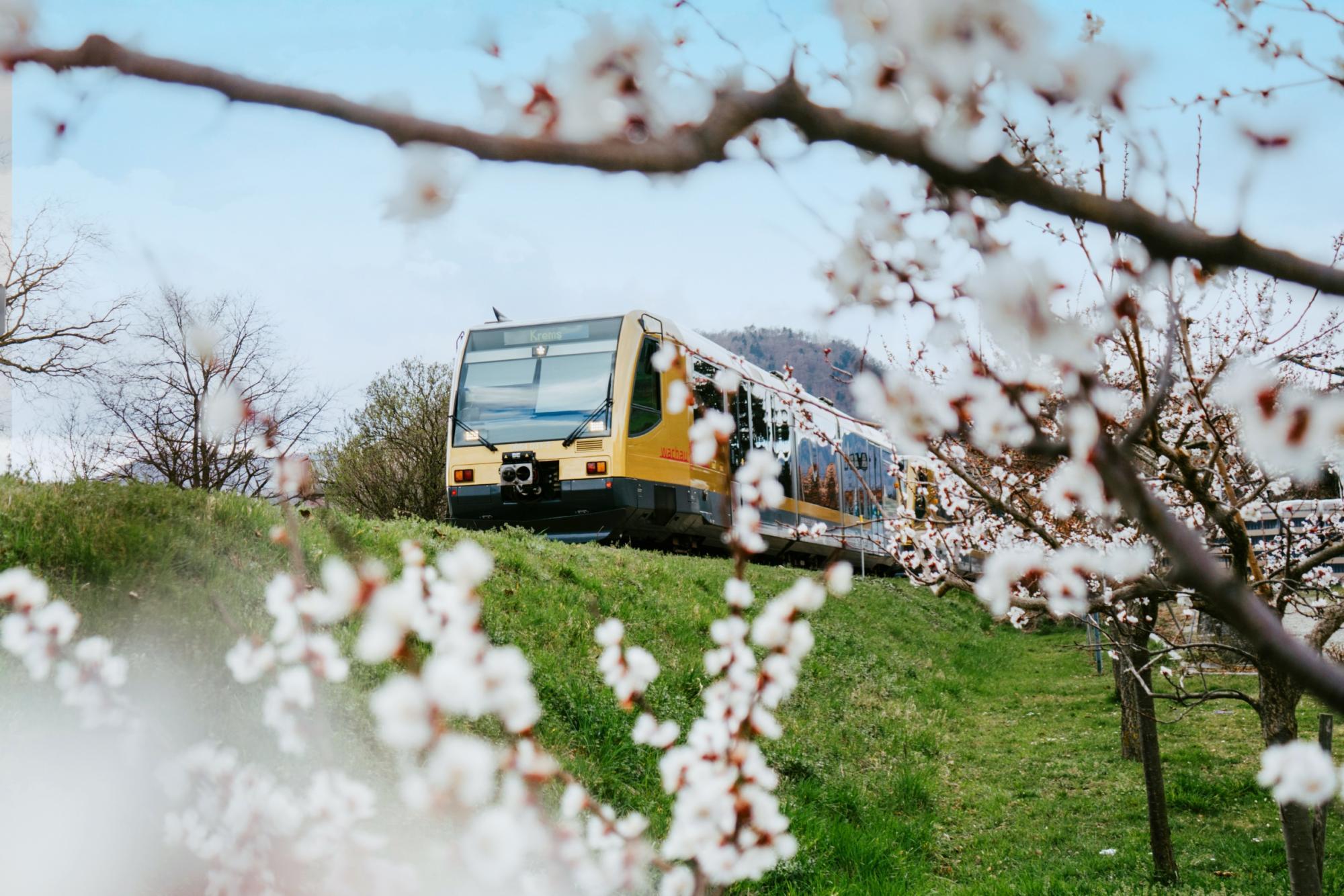 Unterwegs mit der Wachaubahn: Wo Geschichte auf Genuss trifft
