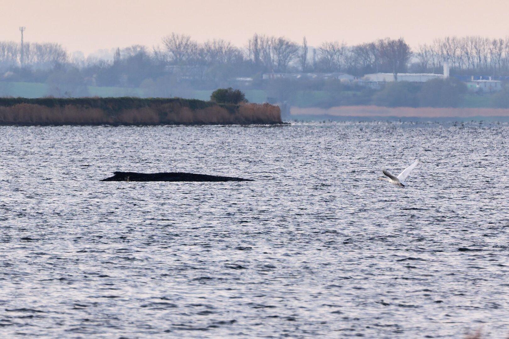 Buckelwal „Timmy“ lebt noch, aber zeigt erste Anzeichen des Sterbeprozesses