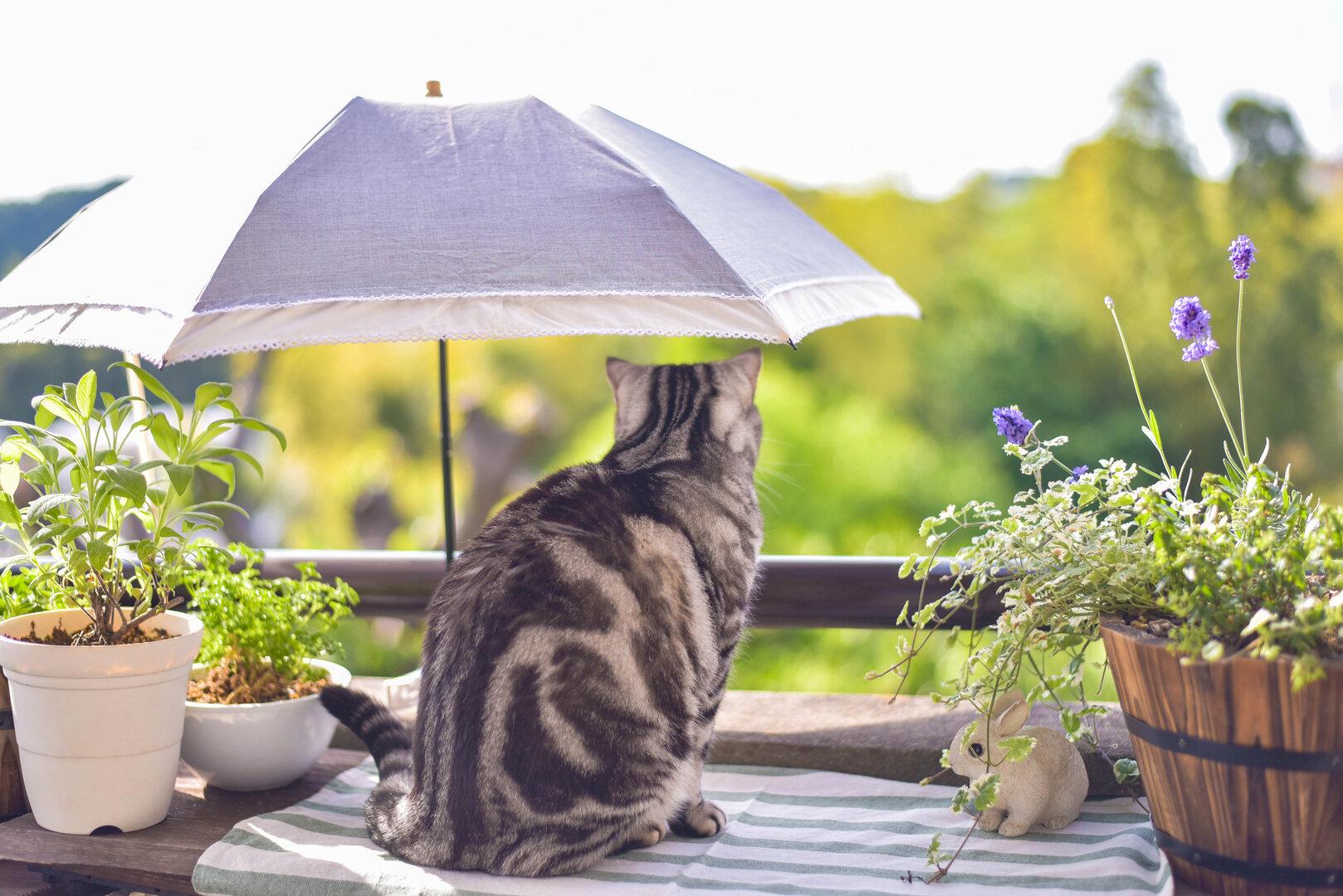 Tödliche Falle: Was viele Katzenbesitzer daheim übersehen