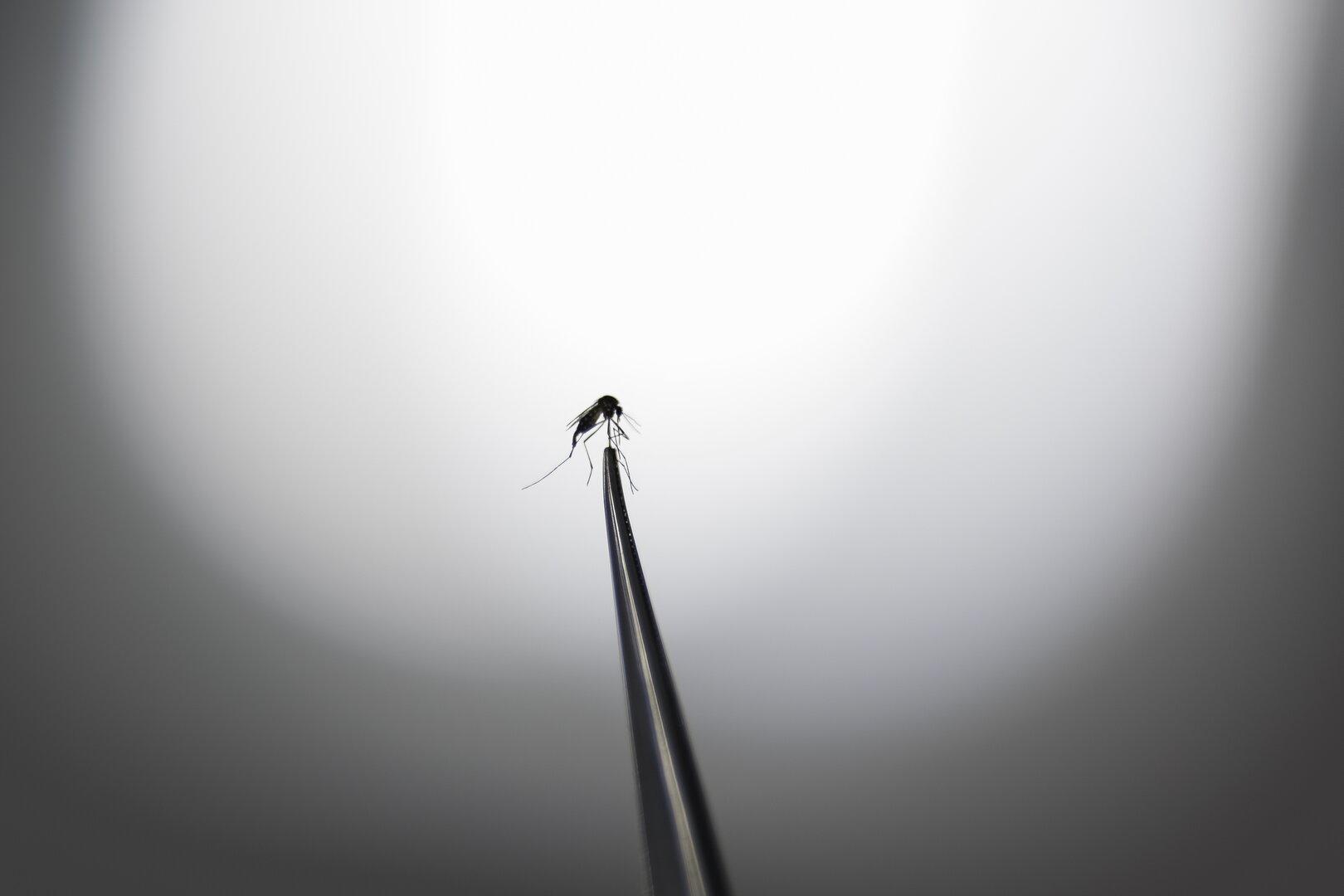 Gelsen auf Island entdeckt: Vorboten des arktischen Wandels