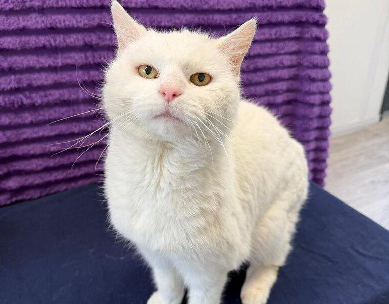 Frauerl musste ins Heim: Katze in Salzburg sollte erschossen werden