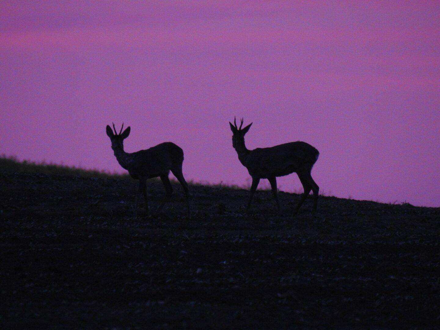 Ohne die Arbeit der Jäger kippt das Gleichgewicht