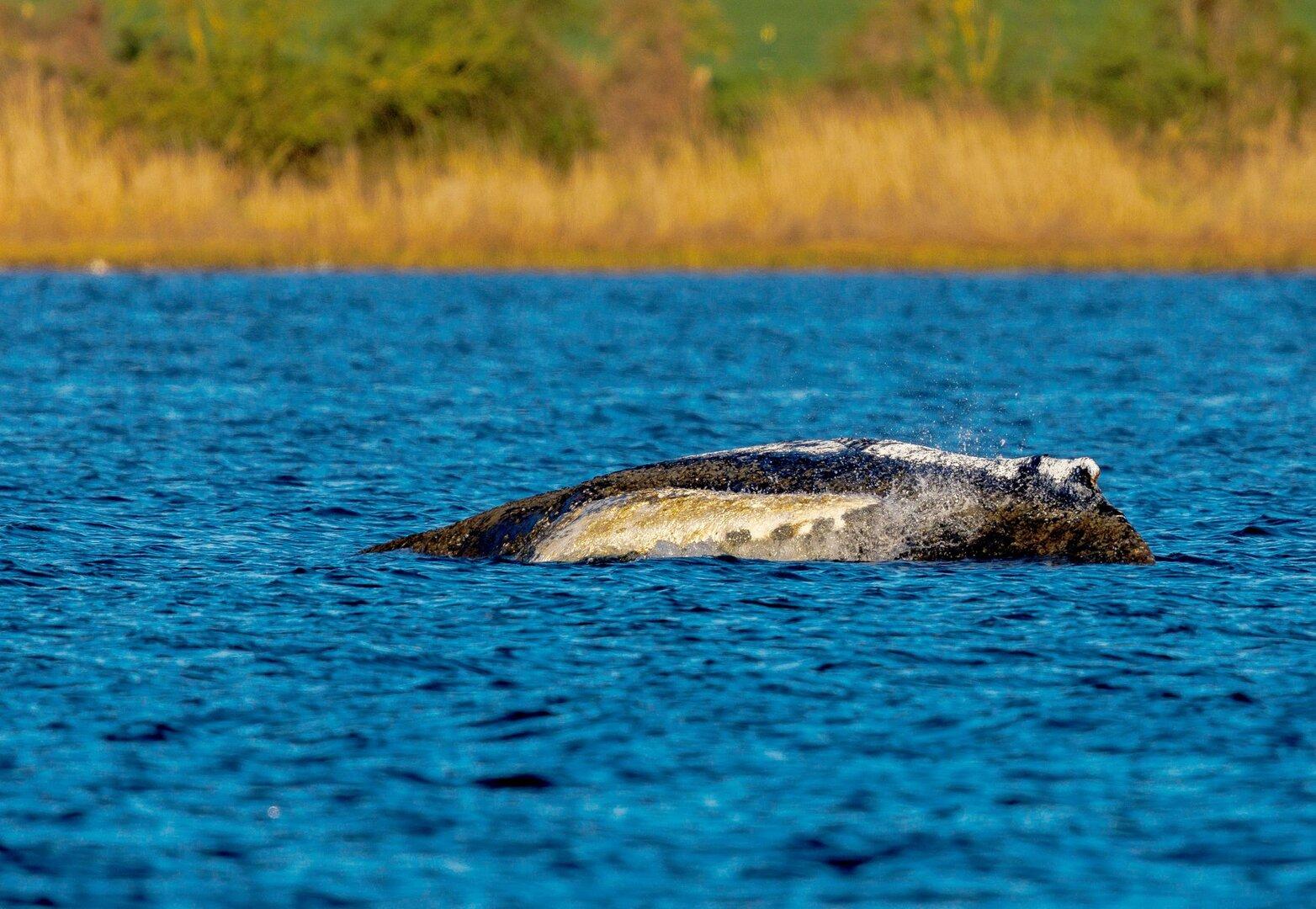 Buckelwal Timmy liegt noch immer in der Bucht: 
