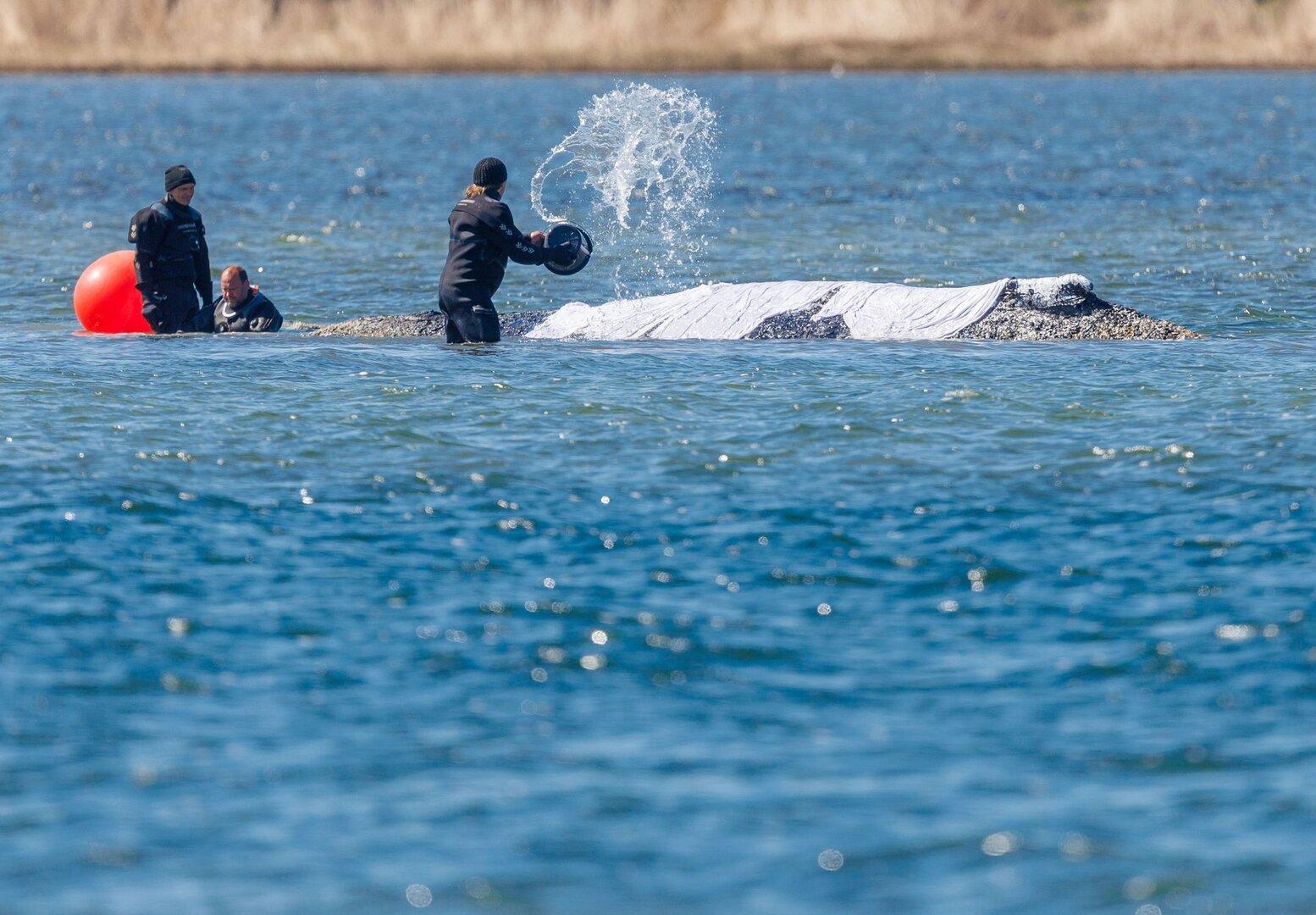 Buckelwal Timmy in Notlage: Kein grünes Licht für Befreiung