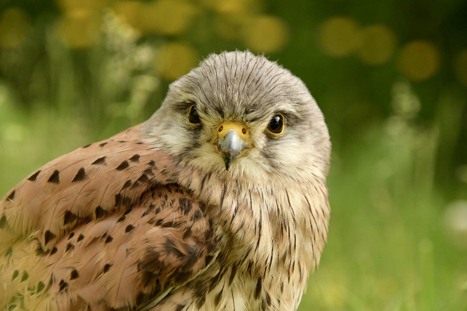 Turmfalke, Schenken Sie eine Patenschaft_Naturschutzbund Oberösterreich