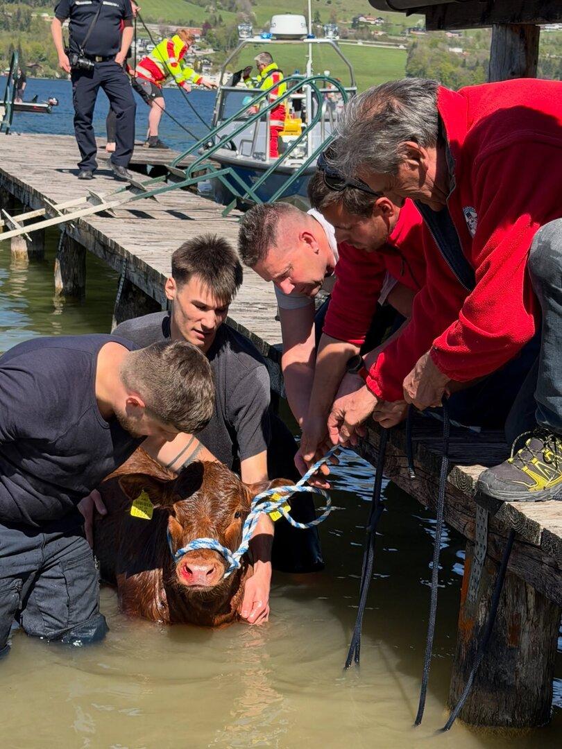 Kalb musste aus dem Mondsee gerettet werden