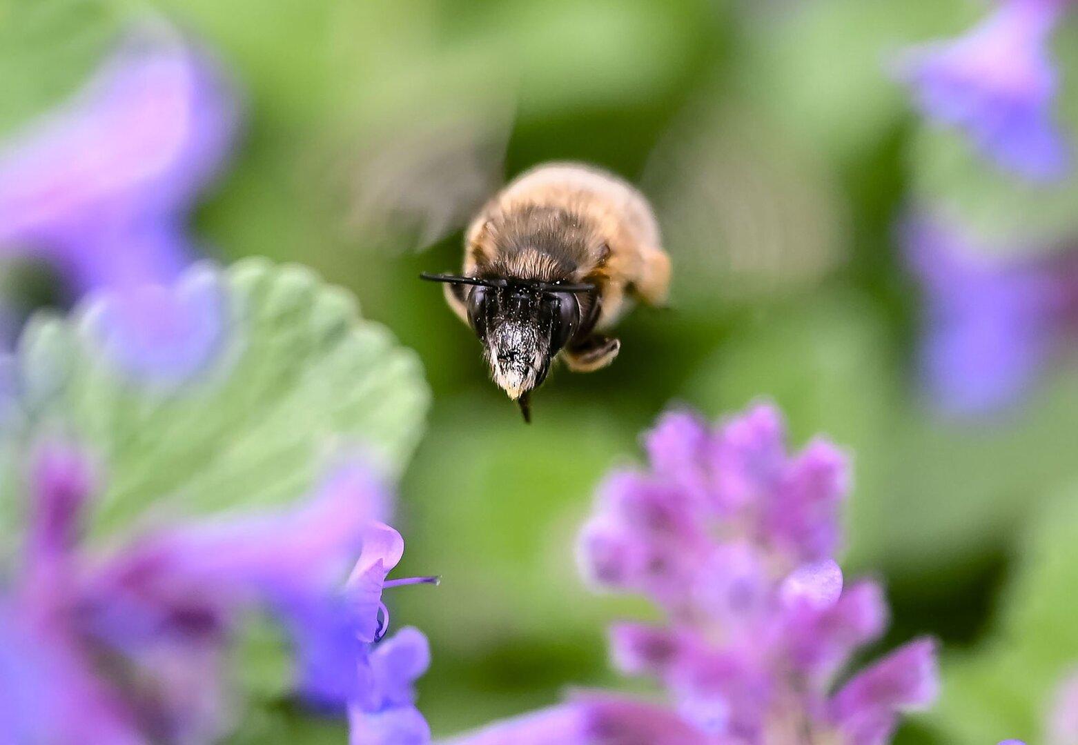 So wird das Wetter nächste Woche