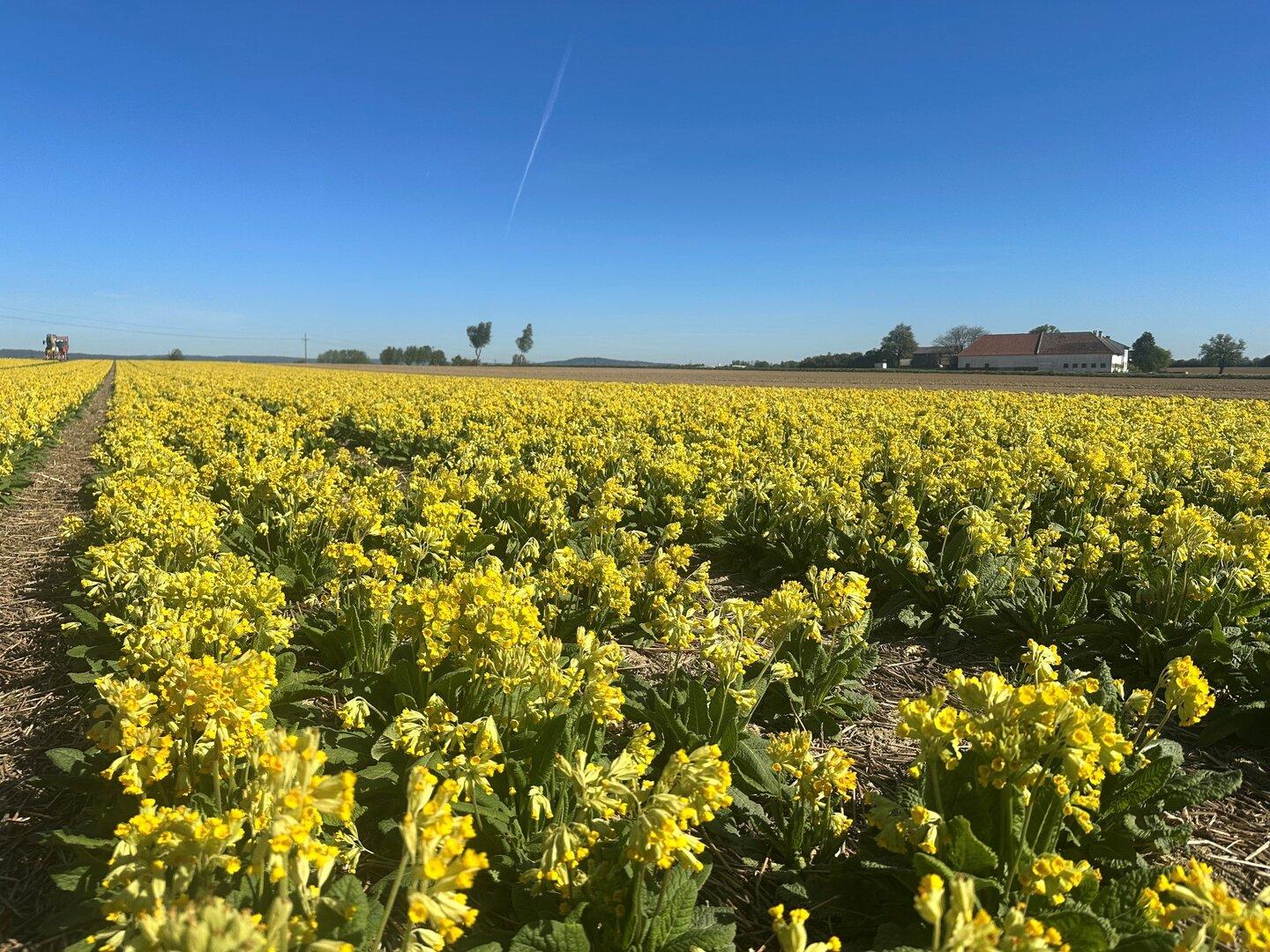 Das gelbe Gold von Nadelbach: Wildblume als Pharma-Rohstoff