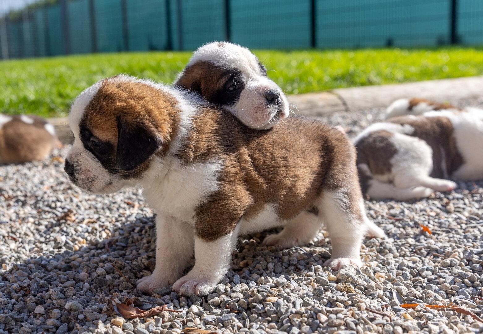 EU-weite Chip-Pflicht für Hunde und Katzen - und ab wann sie wirklich gilt