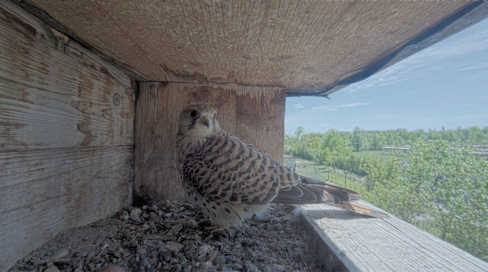 Turmfalken brüten über Eingang zur Thermenhotel