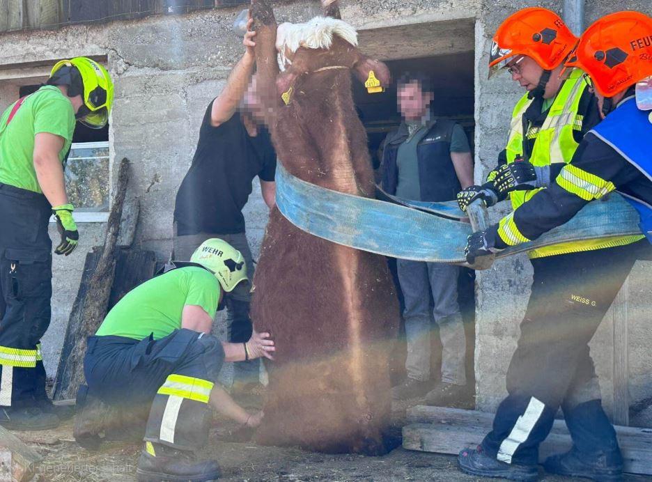 Tierbergung: Stier musste aus Schacht befreit werden