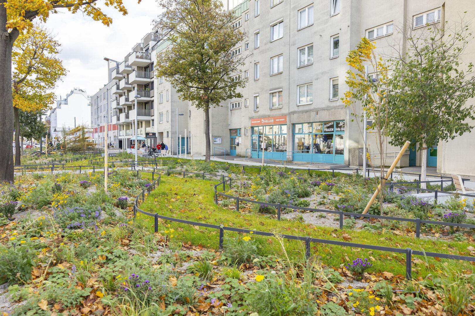 Gut fürs Klima: Jungbäume sterben in Wien weniger stark ab