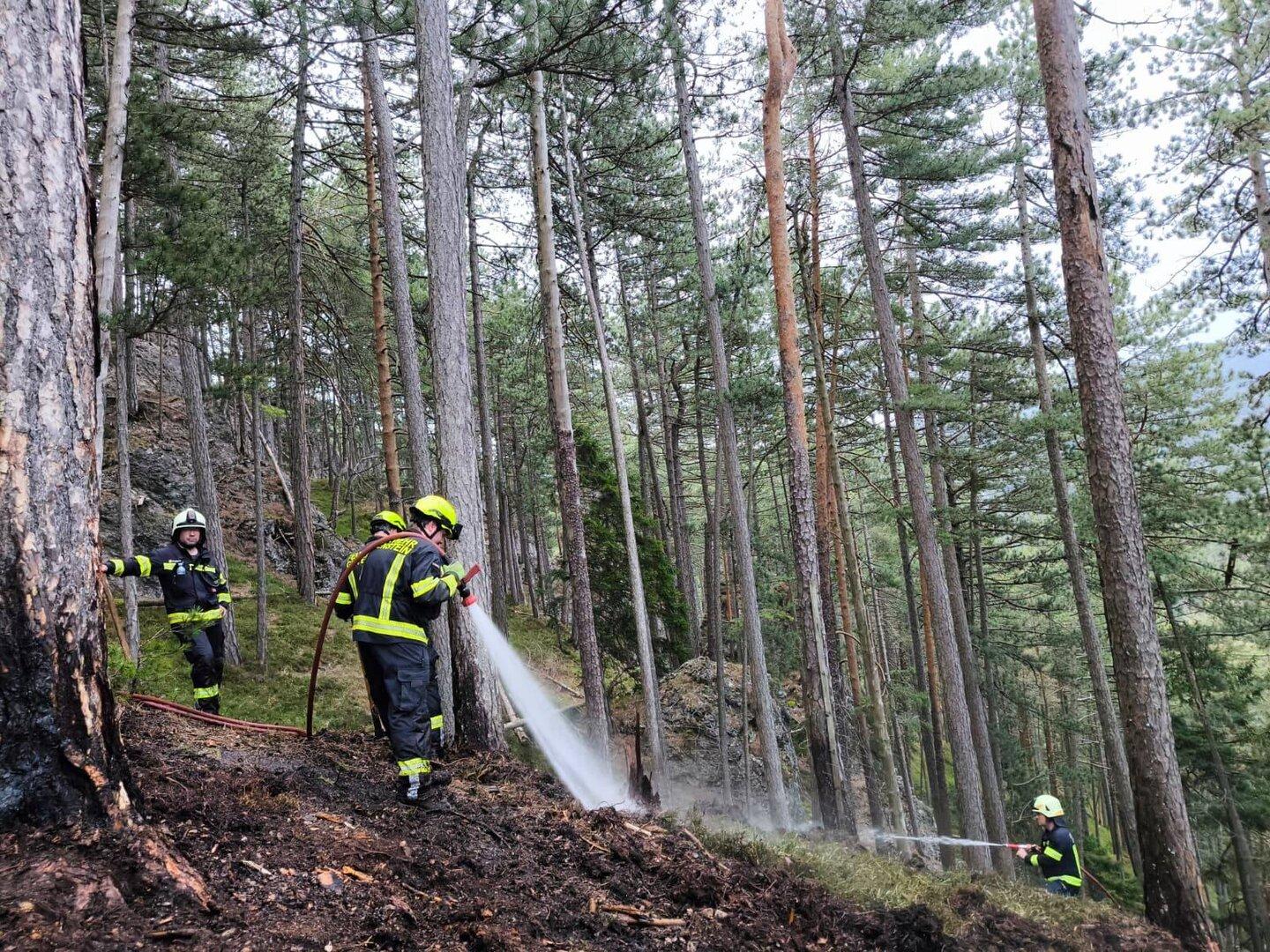 Waldbrände in Kärnten und NÖ rasch unter Kontrolle gebracht