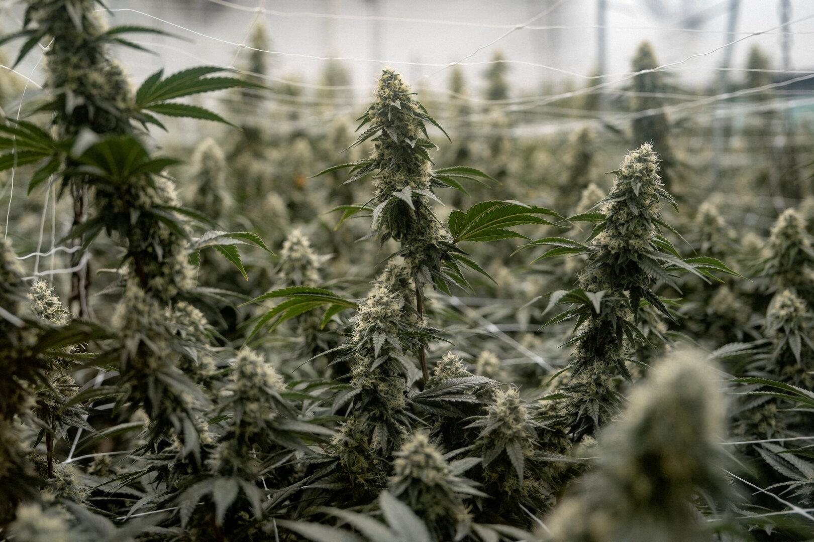4,5 Mio. Euro Wert: Rund eine Tonne Cannabis in Wien sicherg