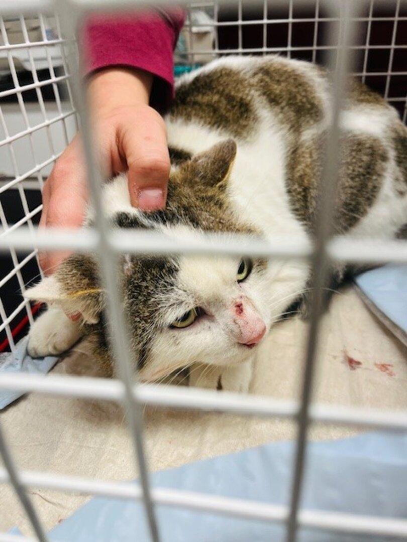 Streunerkatzen in NÖ: Debatte um verpflichtende Kastrationen