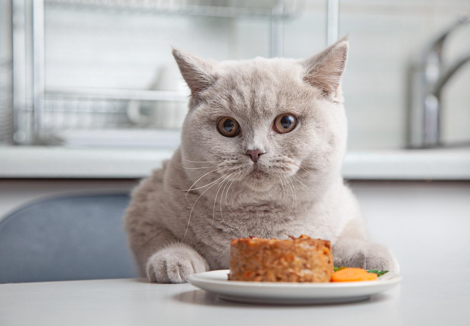 Diabetes bei der Katze: Neue Hoffnung für die Behandlung