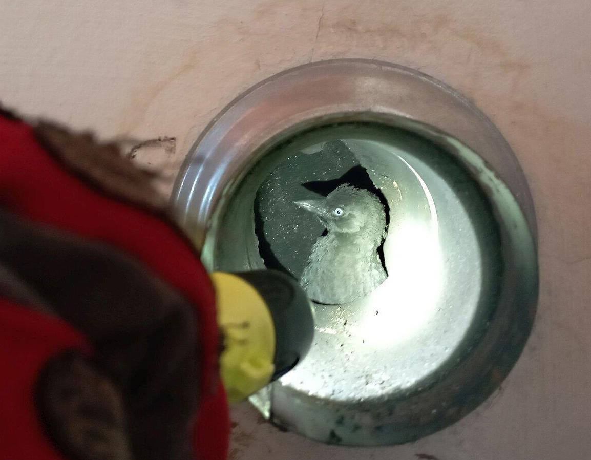 Ein Vogel sitzt in einem Metallrohr, das von einer Person mit einer Taschenlampe beleuchtet wird.