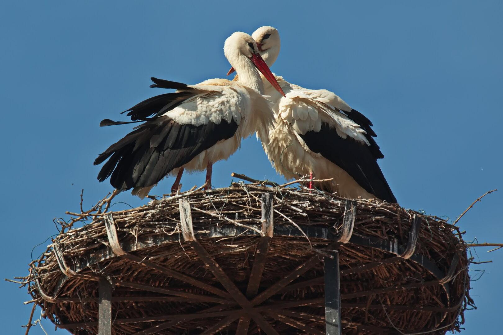 White storks on the nest in Rust, Burgenland, Austria, Europe