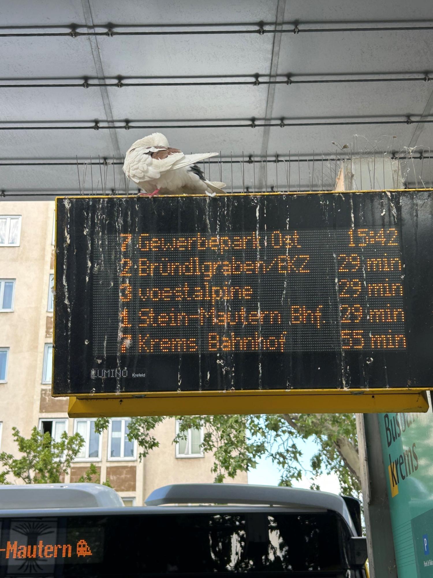 Taubenplage in Krems? 